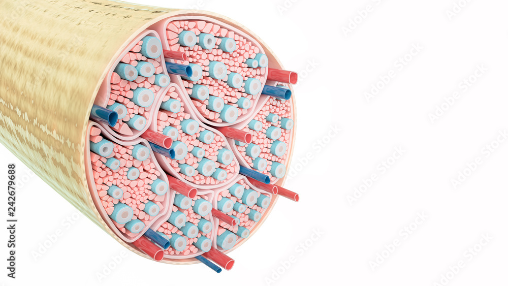 Fototapeta premium Nerve structure on wihite background- 3D Rendering