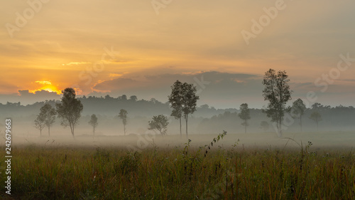 Beautiful morning mist hangs low over a grassland and trees with beautiful sunlight