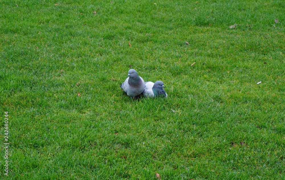 Couple de pigeons Paris
