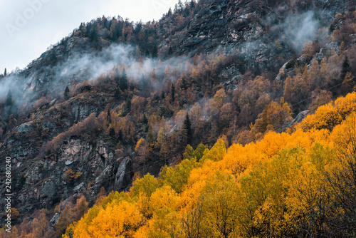 Misty forest in the valley of Gressoney near Monte Rosa during autumn