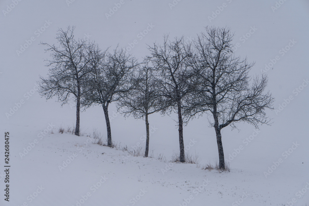 markante Baumgruppe in Winterlandschaft markante Baumgruppe in Winterlandschaft