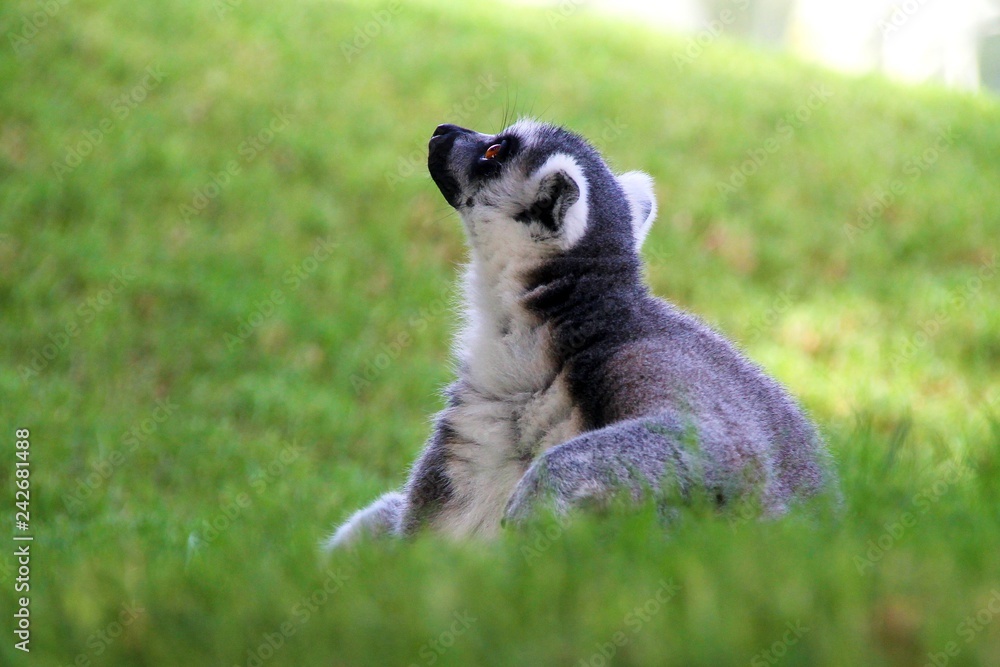 lemur, animal, mammal, wildlife, zoo, valencia, nature, cute, ring, wild,  fur, animals, sitting, furry, funny, eyes Stock Photo | Adobe Stock