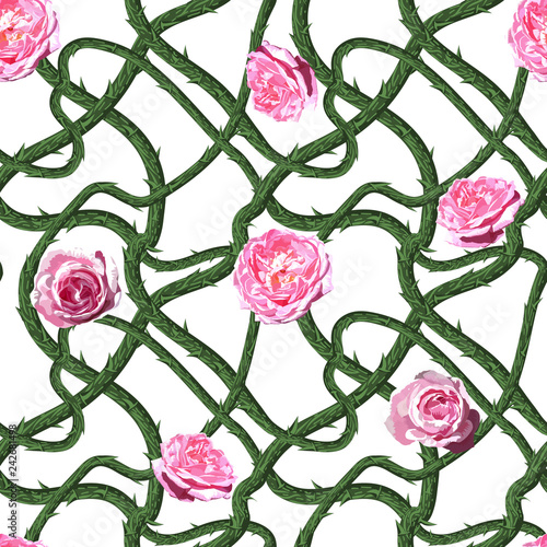 Spikes roses. Seamless pattern. Texture of prickly bush. Vector illustration.