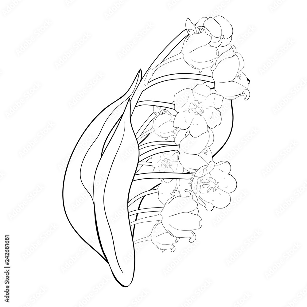 flower lily of the valley. illustration flower lily of the valley. illustration