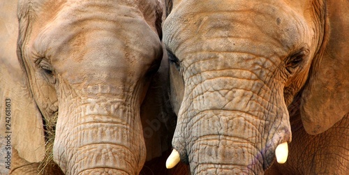 Photography elephant, animal, mammal, wildlife, nature, trunk, wild, baby, big, valencia, e