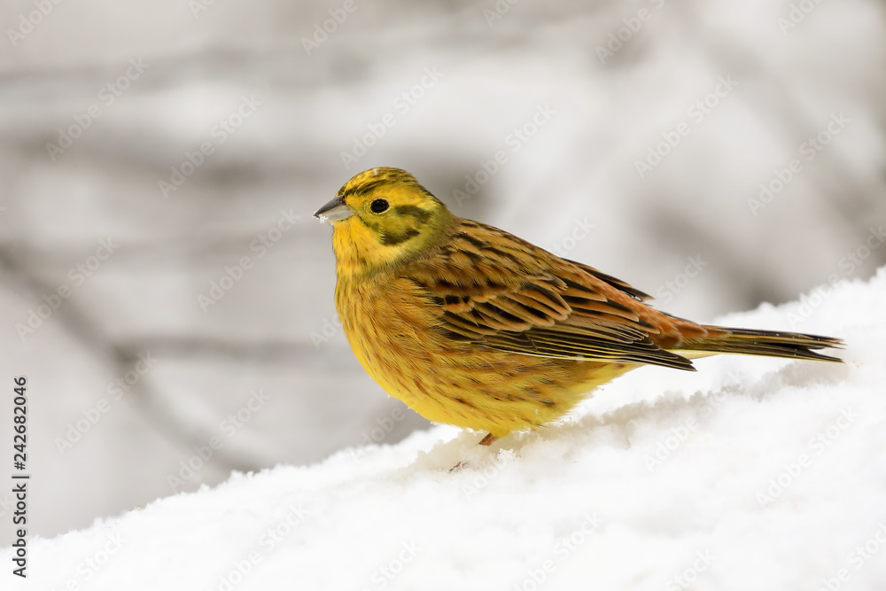 Yellowhammer Yellowhammer