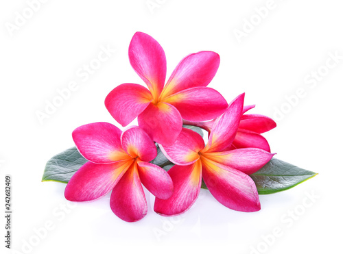 Frangipani flower isolated on white background