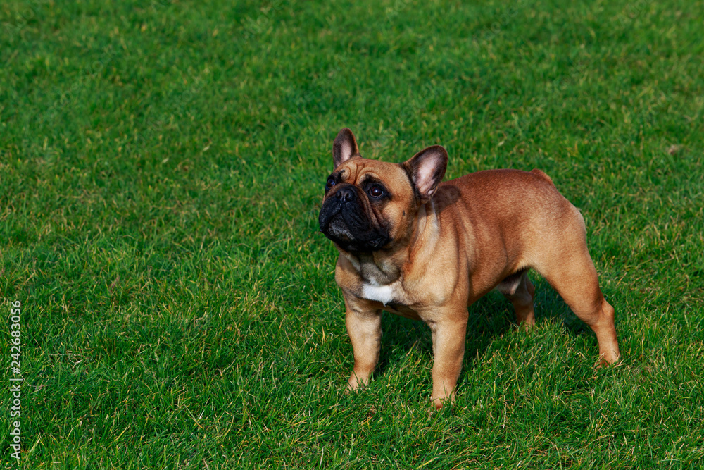 Obraz premium Dog breed French Bulldog
