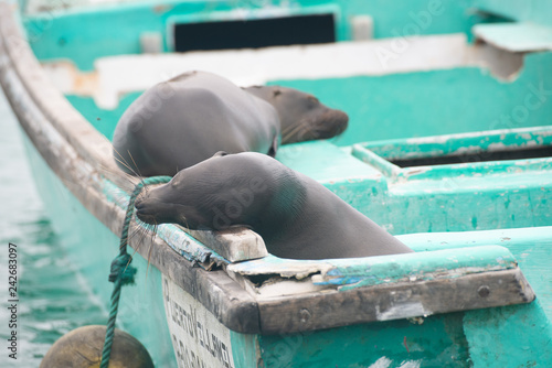 Sea Lions on Glapagos photo