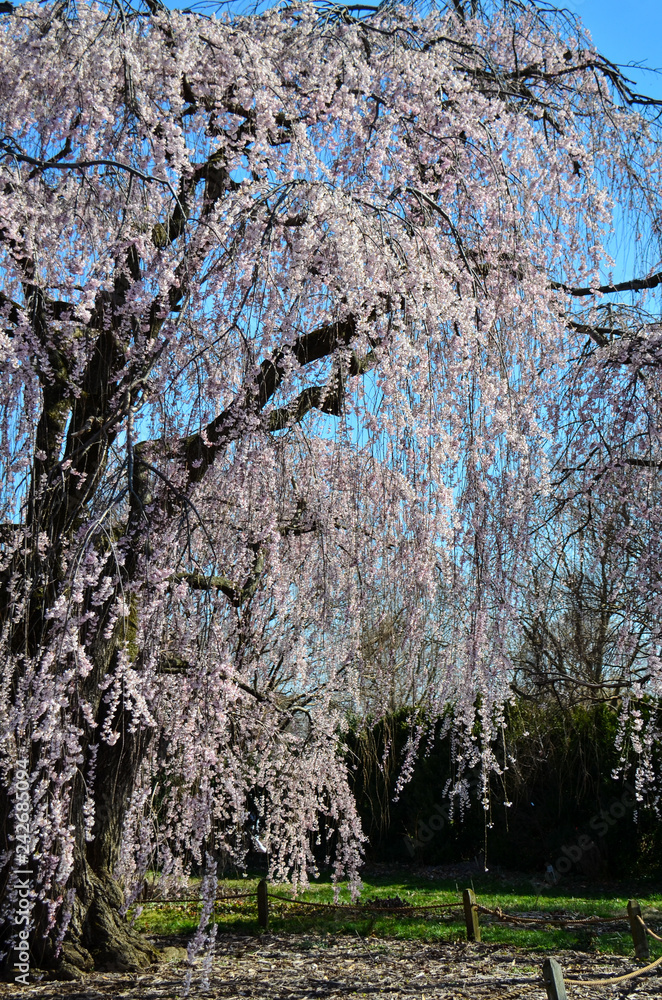 Flowering weeping cherry blossom tree at the National Arboretum in Washington DC Flowering weeping cherry blossom tree at the National Arboretum in Washington DC