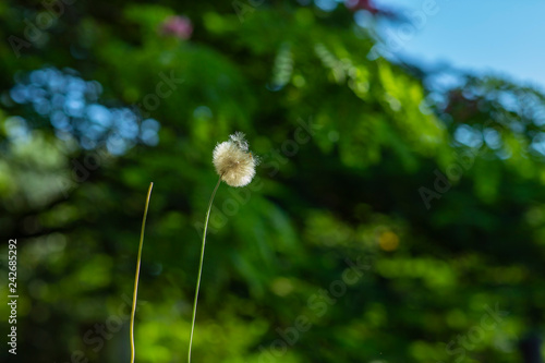 White dandelion on a green background 