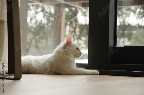 On a snowy day, white house cat watching outdoors.
