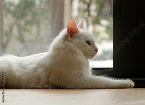On a snowy day, white house cat watching outdoors.