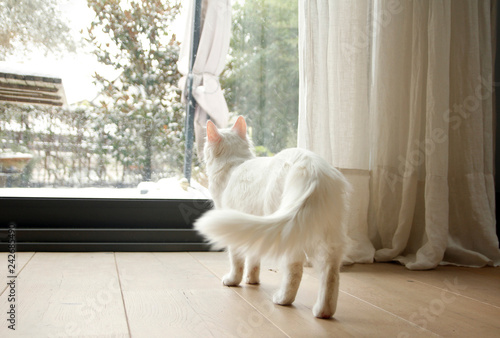 On a snowy day, white house cat watching outdoors.