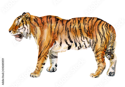 Watercolor realistic tiger 