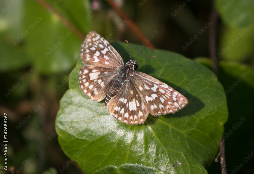 Obraz premium Butterfly on a flower