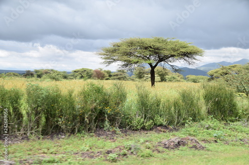 Akazie in Kenia