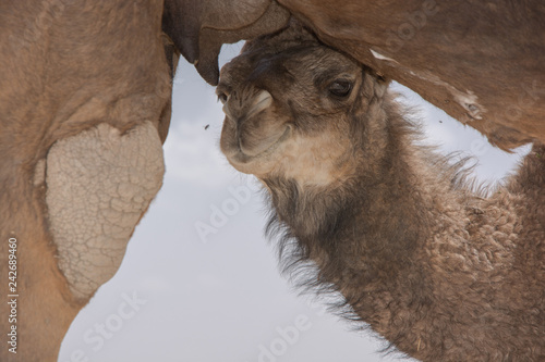 Cría de camello mamando en el desierto de Marrakech photo