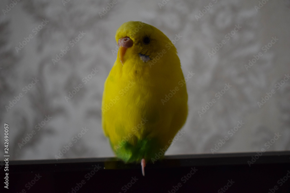 A beautiful yellow parrot sits on the TV A beautiful yellow parrot sits on the TV