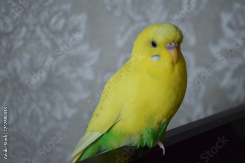 A beautiful yellow parrot sits on the TV