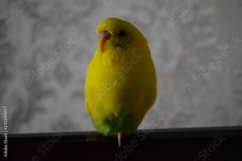 A beautiful yellow parrot sits on the TV