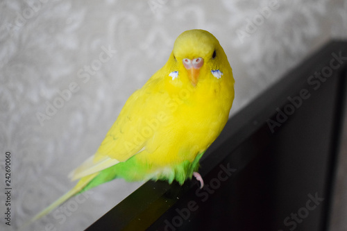 A beautiful yellow parrot sits on the TV