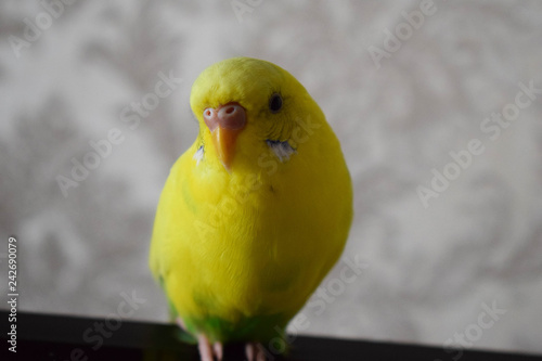 A beautiful yellow parrot sits on the TV