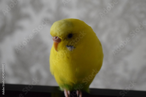 A beautiful yellow parrot sits on the TV