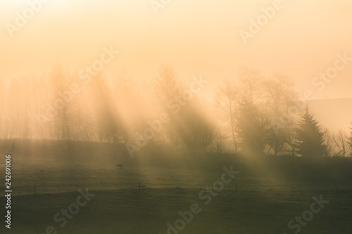 Promienie słońca w porannej mgle © Kajetan