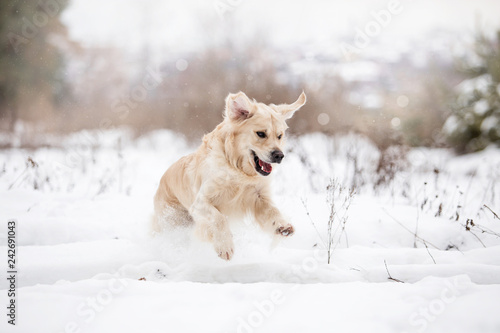 Golden Retriever in the winter forest