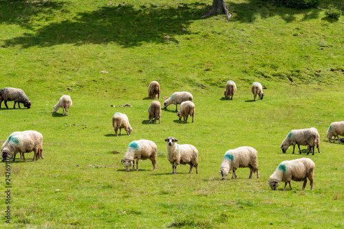 Herd of sheep in a green field