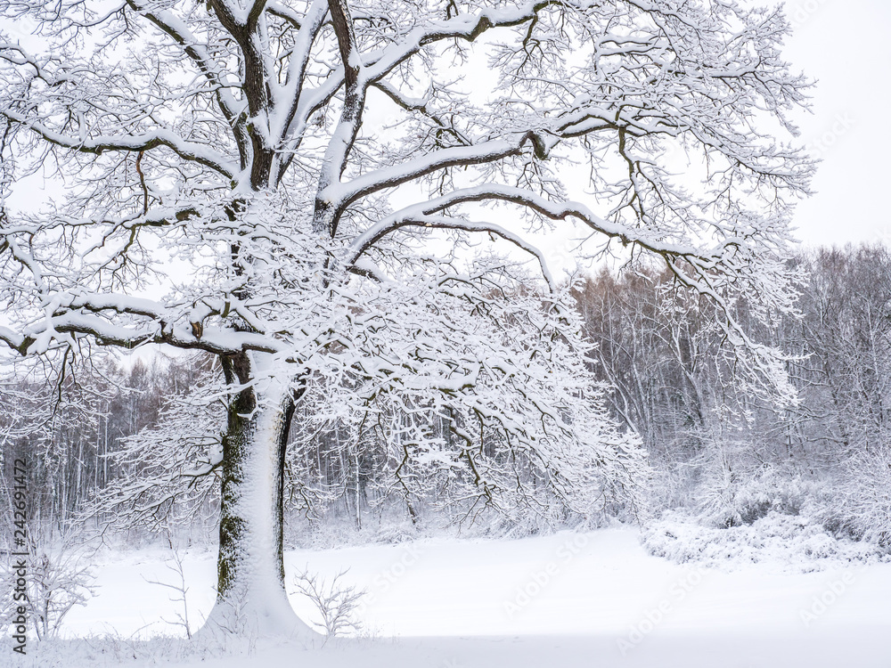 Baum in der Winterlandschaft Baum in der Winterlandschaft