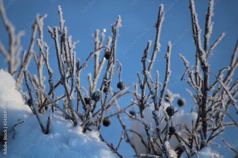Obraz premium winter tree in the snow