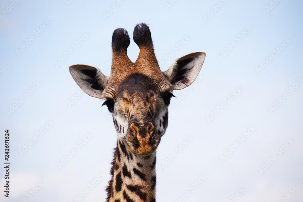 Obraz premium Giraffe in Kenia