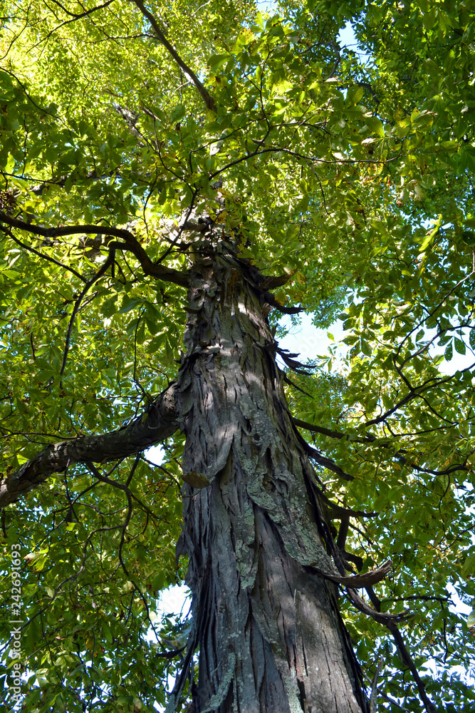 Fototapeta premium Shagbark Hickory Tree