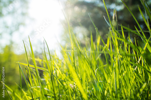 grass background