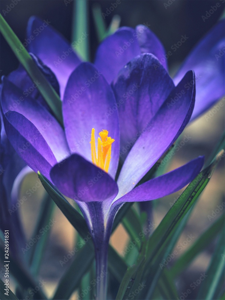 crocus in bloom crocus in bloom
