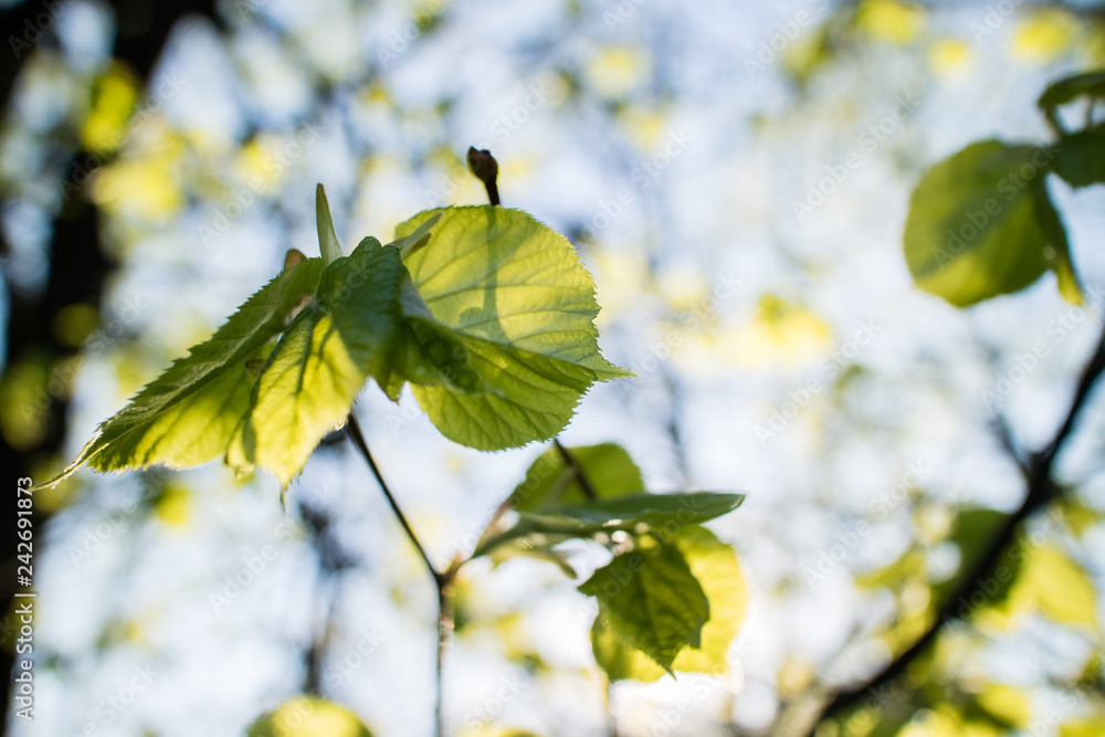 Obraz premium spring tree