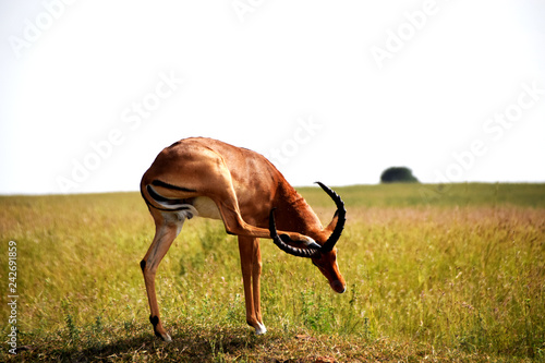 Antilope in Kenia