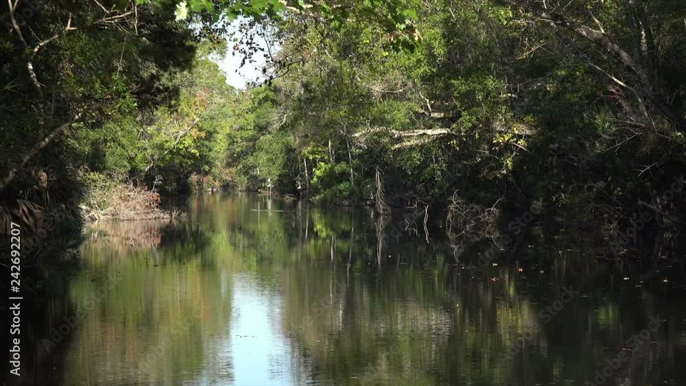 Vegetation at side of Homosassa River, Florida, USA Vegetation at side of Homosassa River, Florida, USA