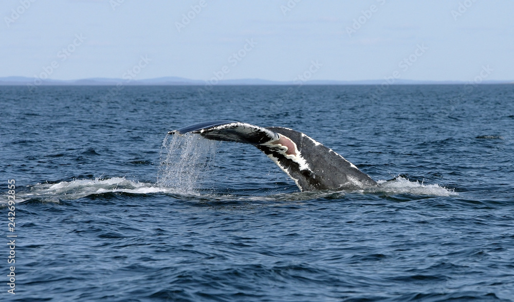 Obraz premium Atlantic Whales