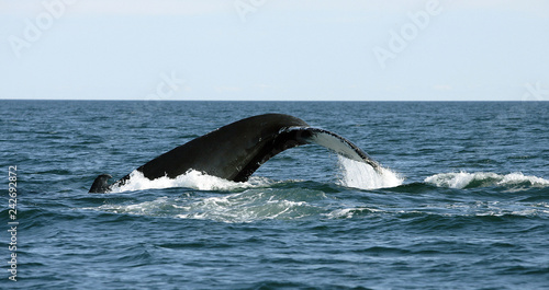 Atlantic Whales © Wasan
