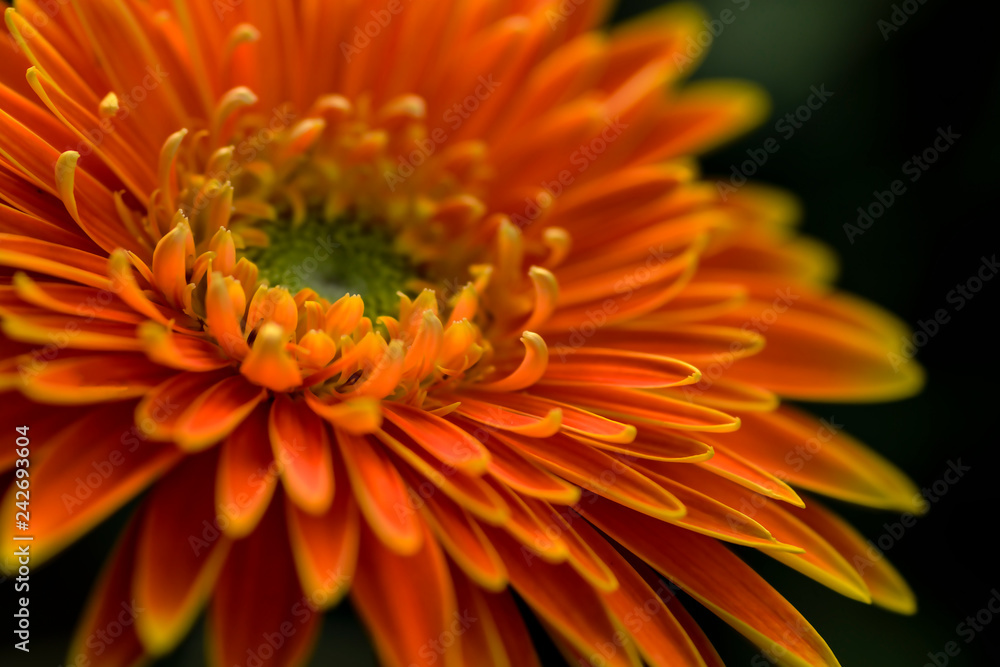 Petals of gerbera