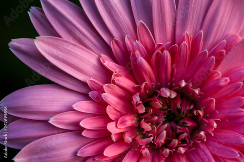 Pink barberton daisy