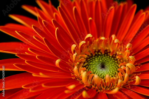 Petals of orange gerbera