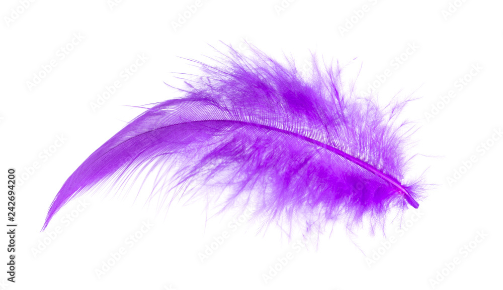 One Purple Feather bird isolated on white background One Purple Feather bird isolated on white background