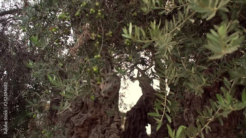 Olive Tree. Branches of an olive tree with olives fruits