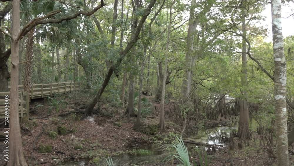 Trees along boadwalk on banks of Suwannee River, Florida, USA Trees along boadwalk on banks of Suwannee River, Florida, USA