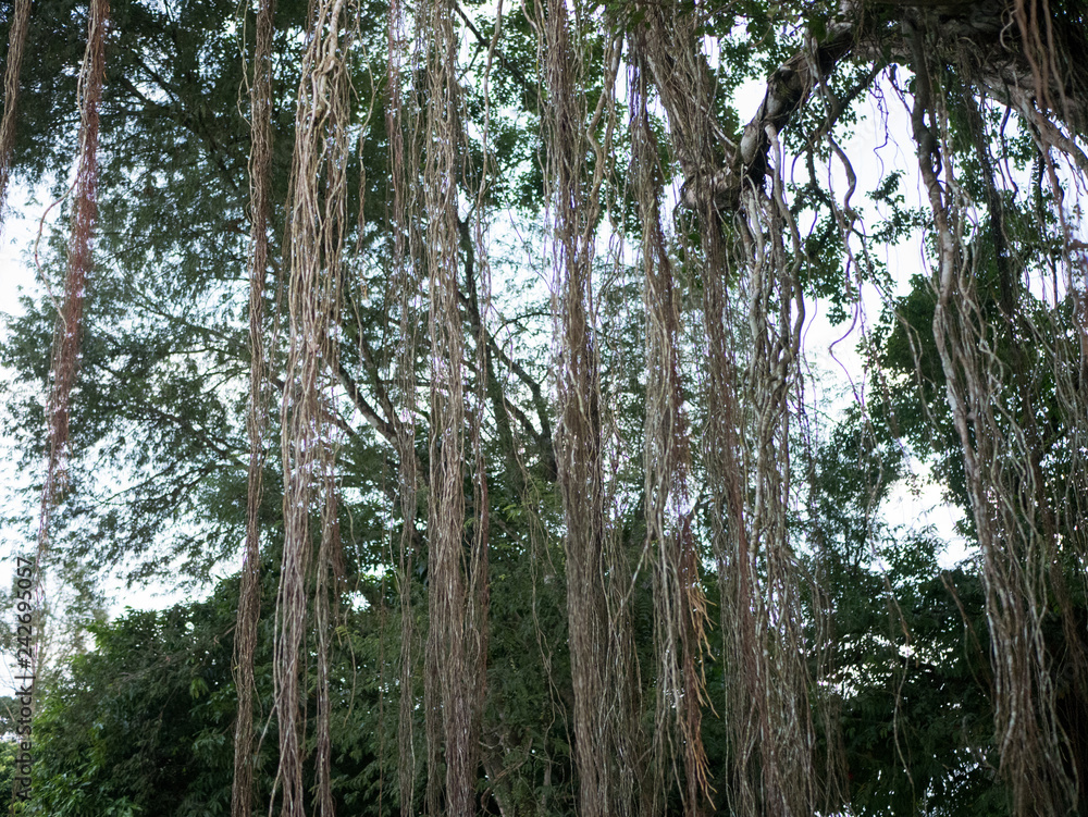 Fototapeta premium trees in the forest