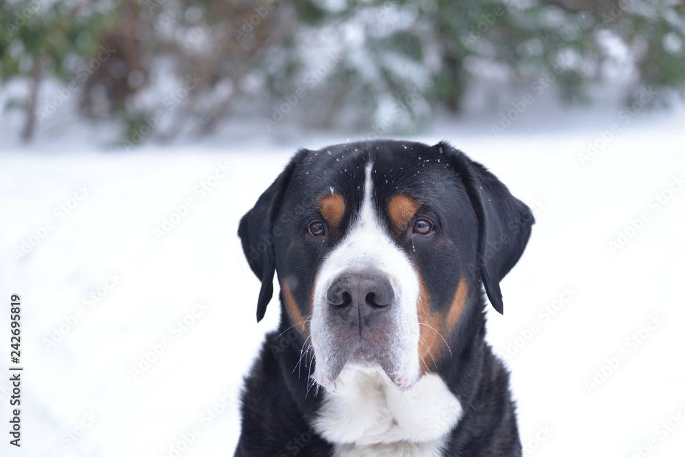 Great Swiss Mountain Dog During Winter Somwhere in Poland. Great Swiss Mountain Dog During Winter Somwhere in Poland.